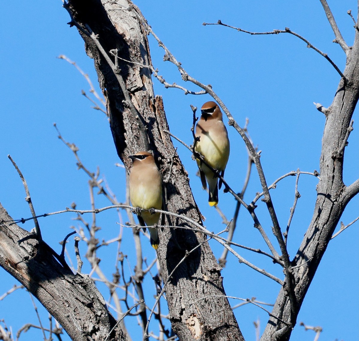 Cedar Waxwing - ML646358829