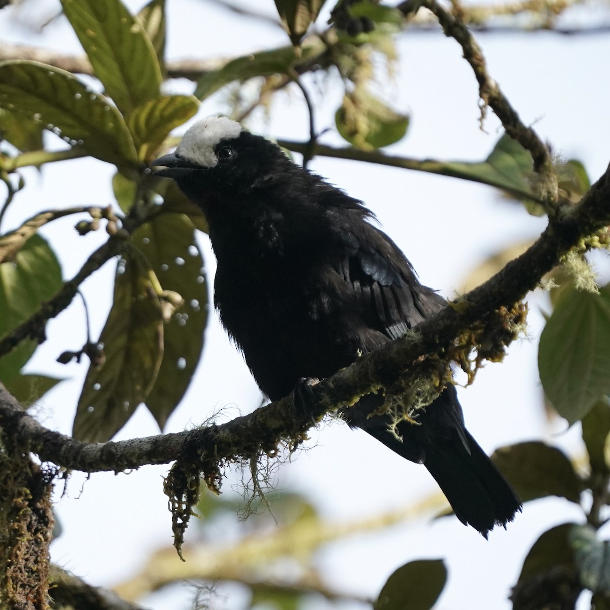 White-capped Tanager - ML646358830