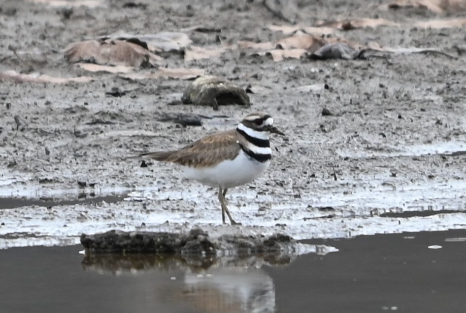 Пісочник крикливий - ML646358831