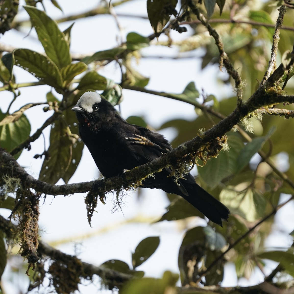 White-capped Tanager - ML646358832