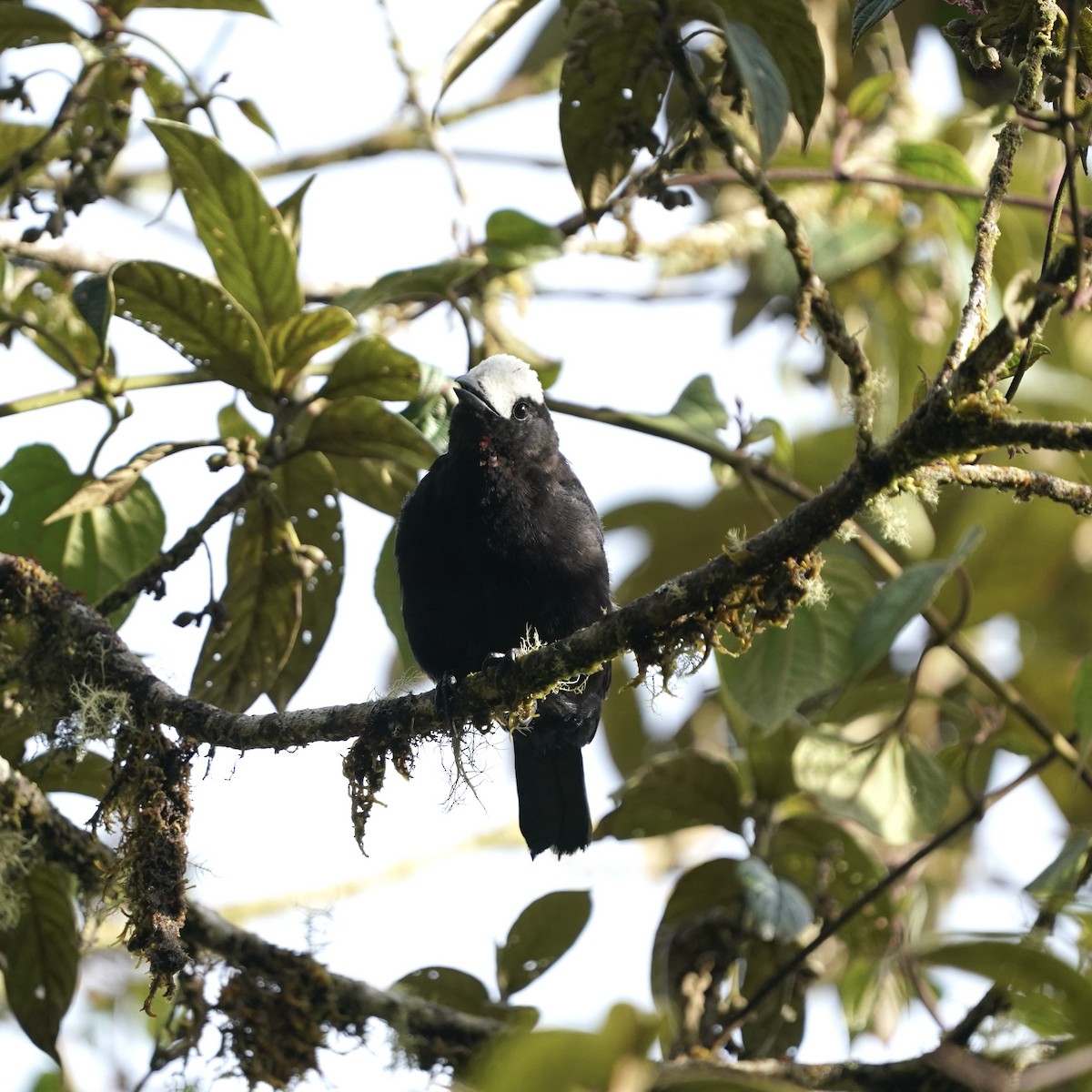 White-capped Tanager - ML646358833