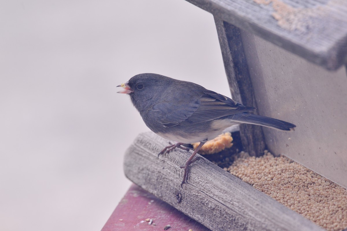 Dark-eyed Junco - ML646358834