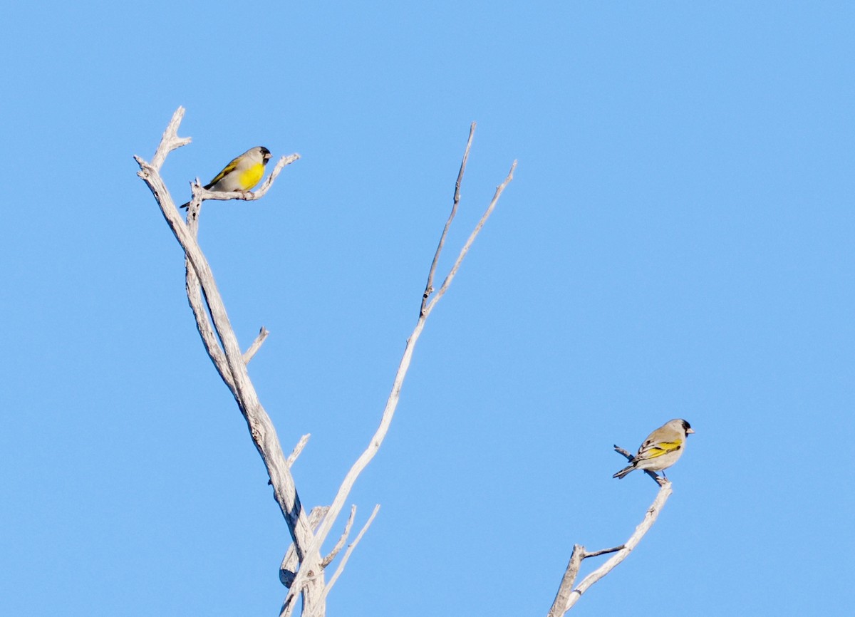 Lawrence's Goldfinch - ML646358838