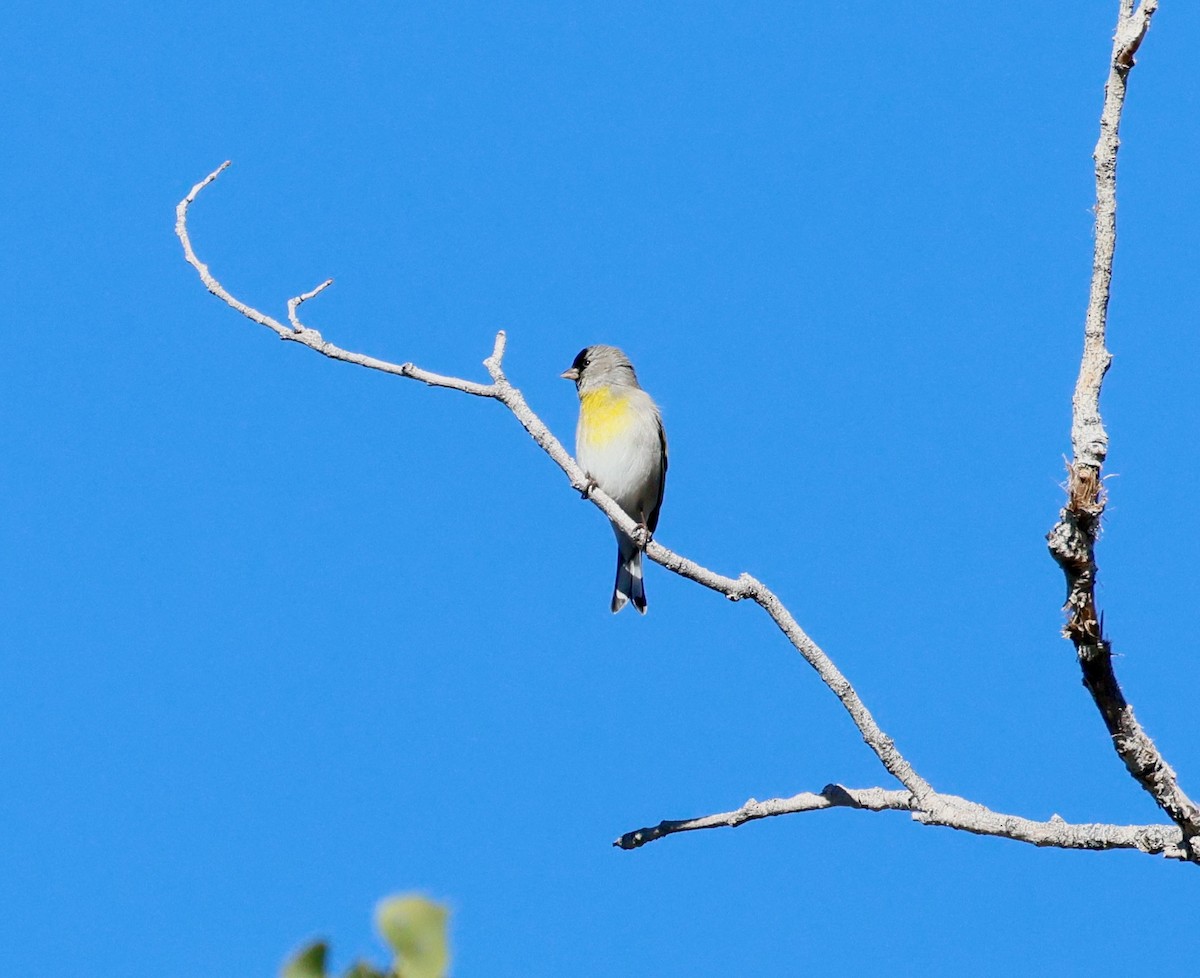 Lawrence's Goldfinch - ML646358839