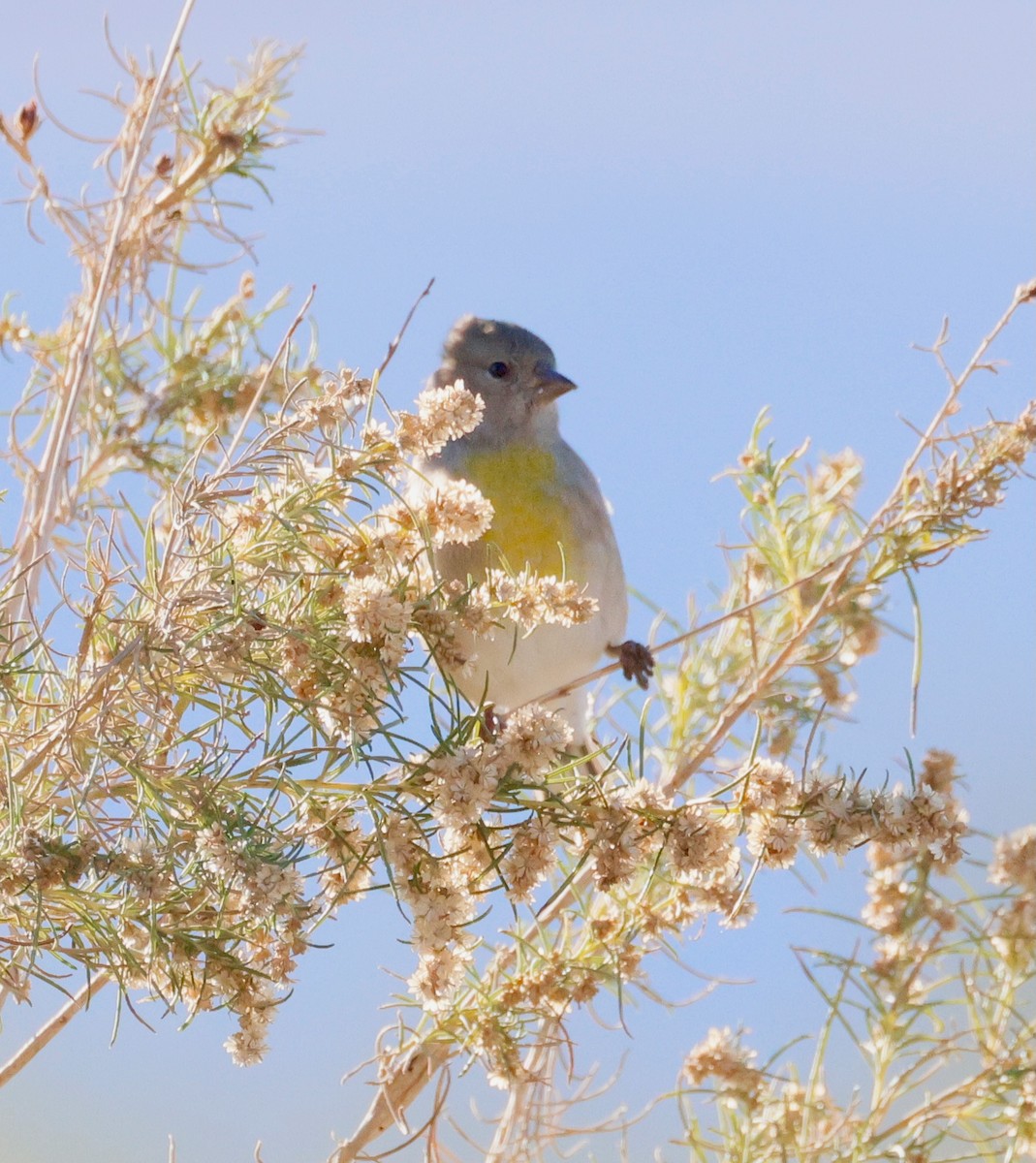 Lawrence's Goldfinch - ML646358840