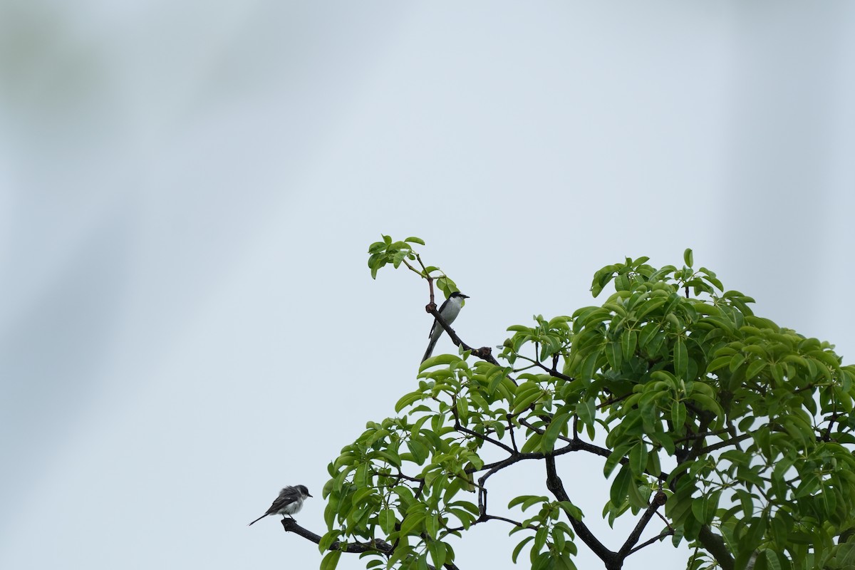 サンショウクイ - ML646358845