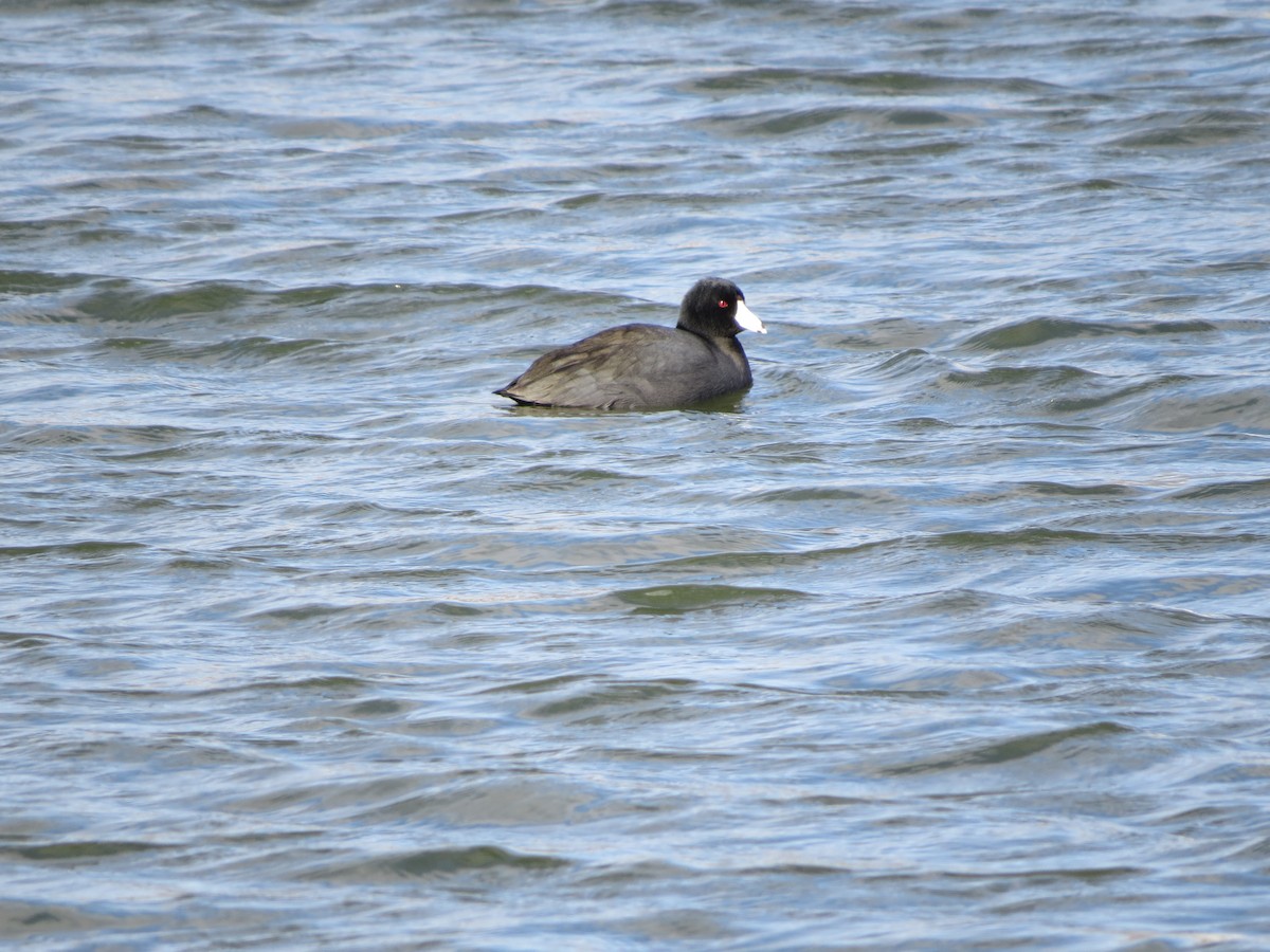 American Coot - ML646358846