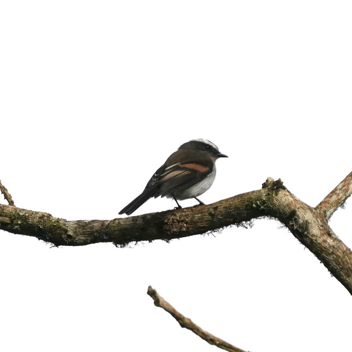 Rufous-breasted Chat-Tyrant - ML646358847