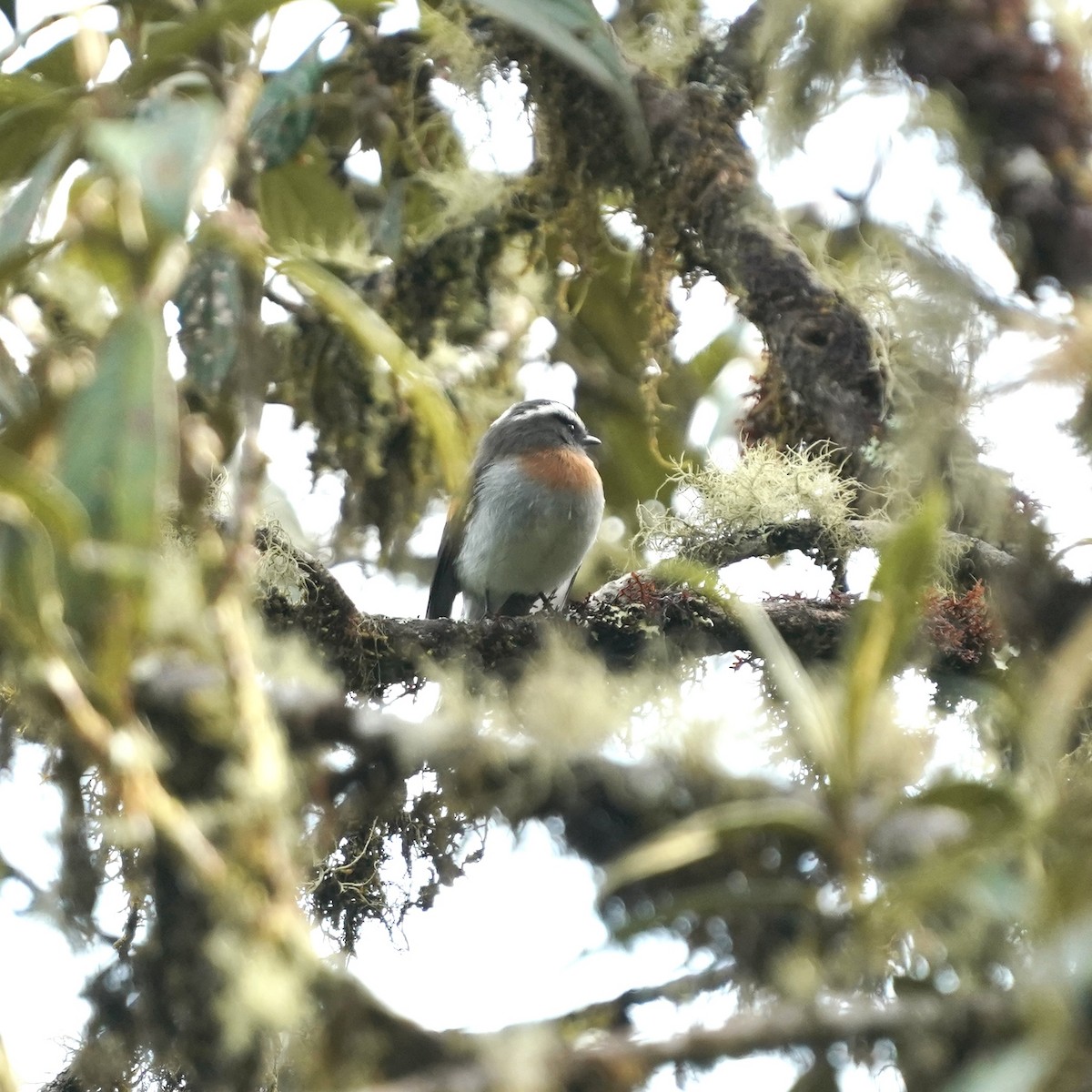 Rufous-breasted Chat-Tyrant - ML646358848