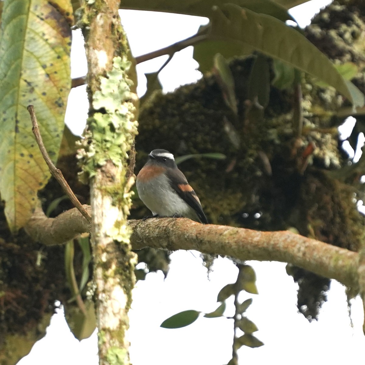 Rufous-breasted Chat-Tyrant - ML646358849