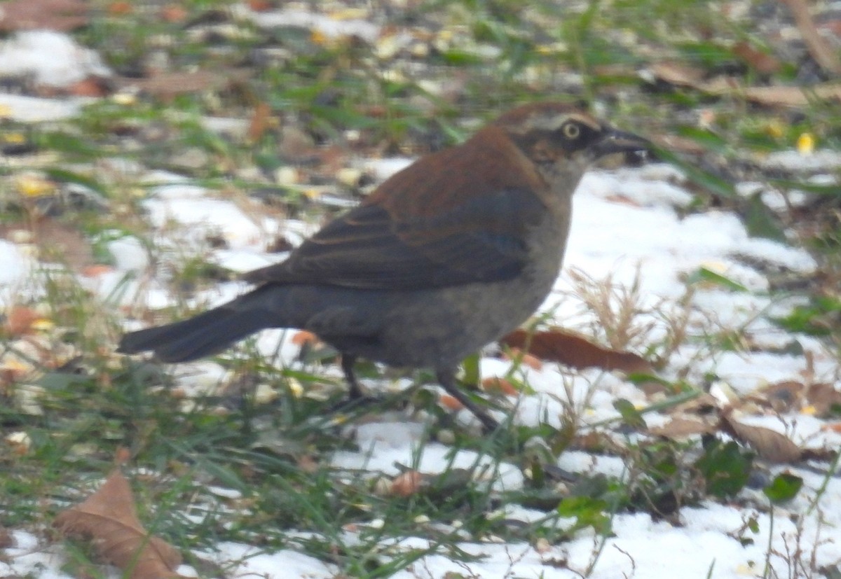Rusty Blackbird - ML646358851