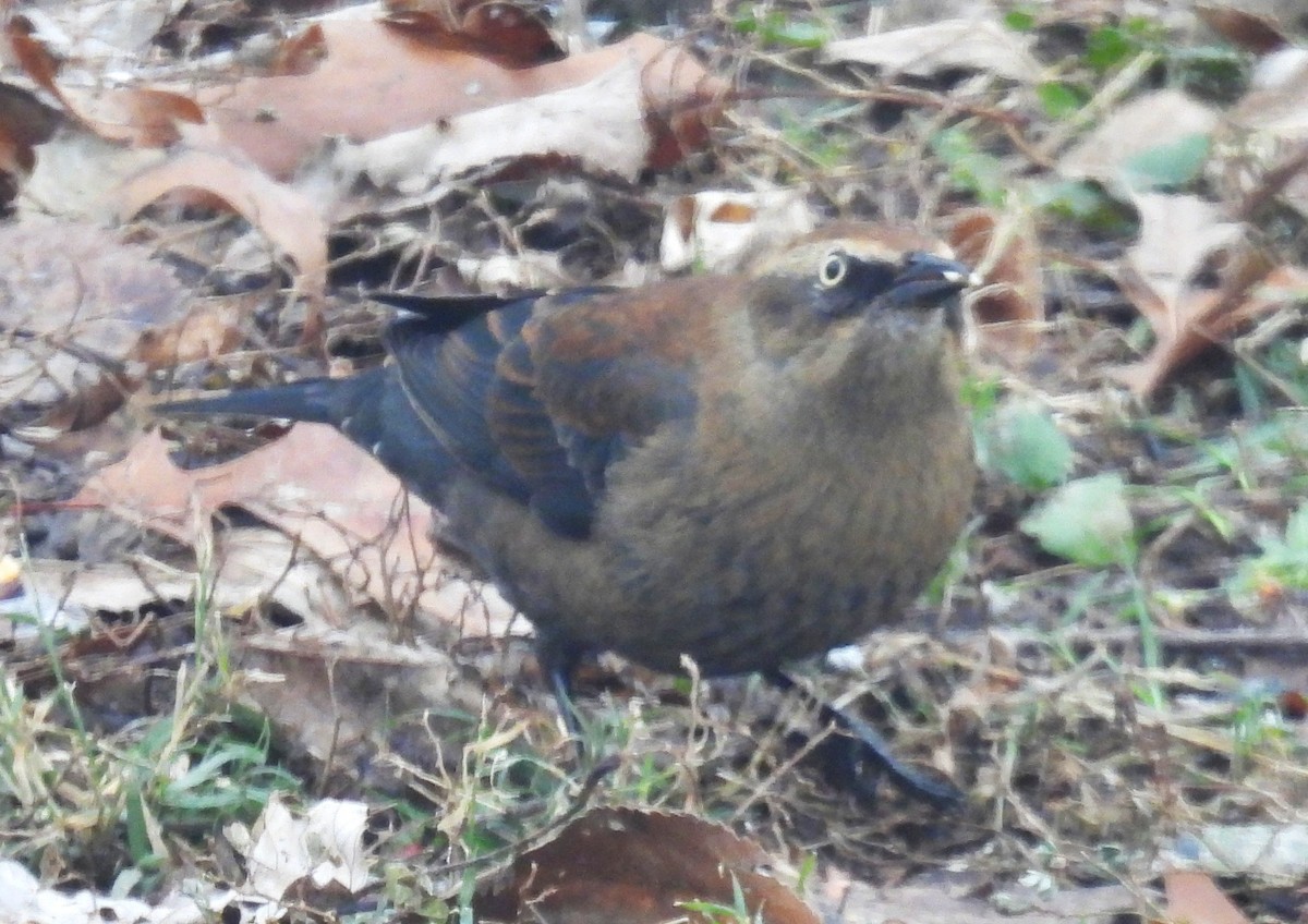 Rusty Blackbird - ML646358852