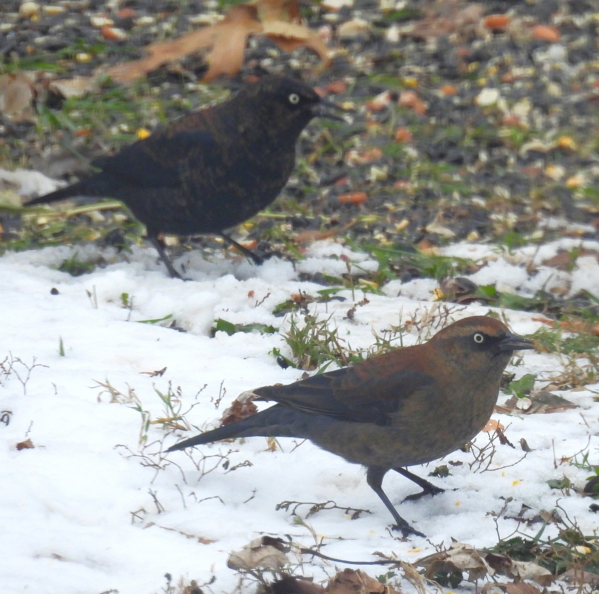 Rusty Blackbird - ML646358853