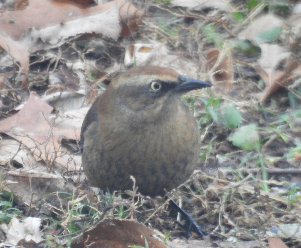 Rusty Blackbird - ML646358854