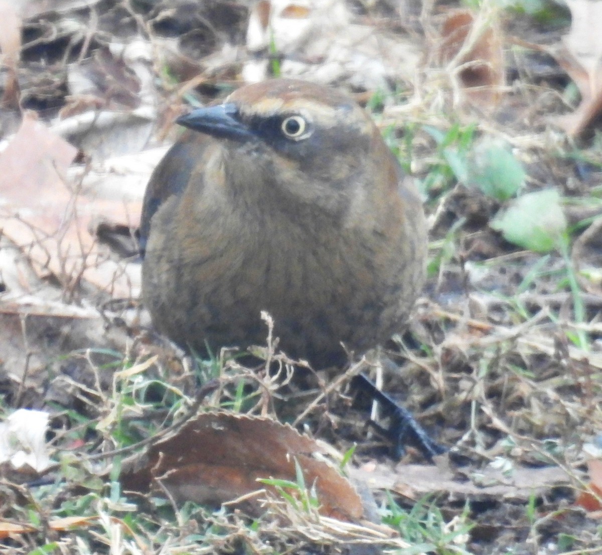 Rusty Blackbird - ML646358855
