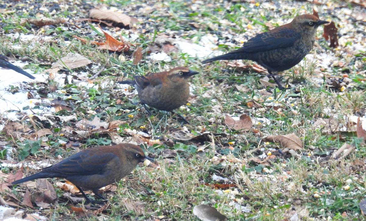 Rusty Blackbird - ML646358856