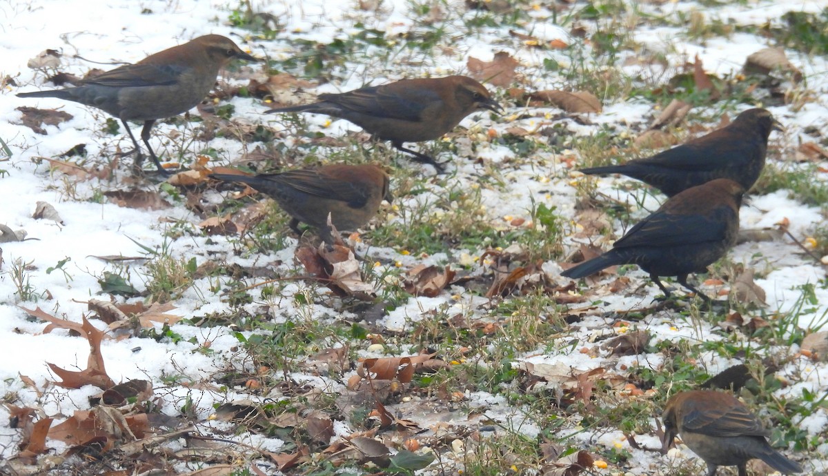 Rusty Blackbird - ML646358857