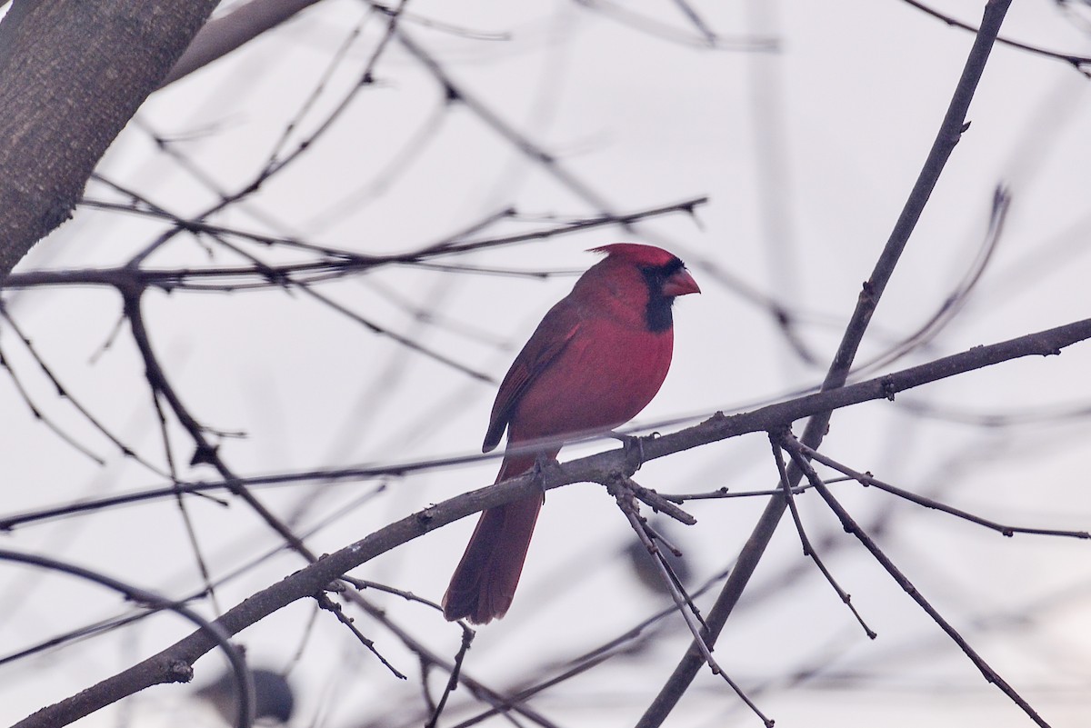 Northern Cardinal - ML646358858