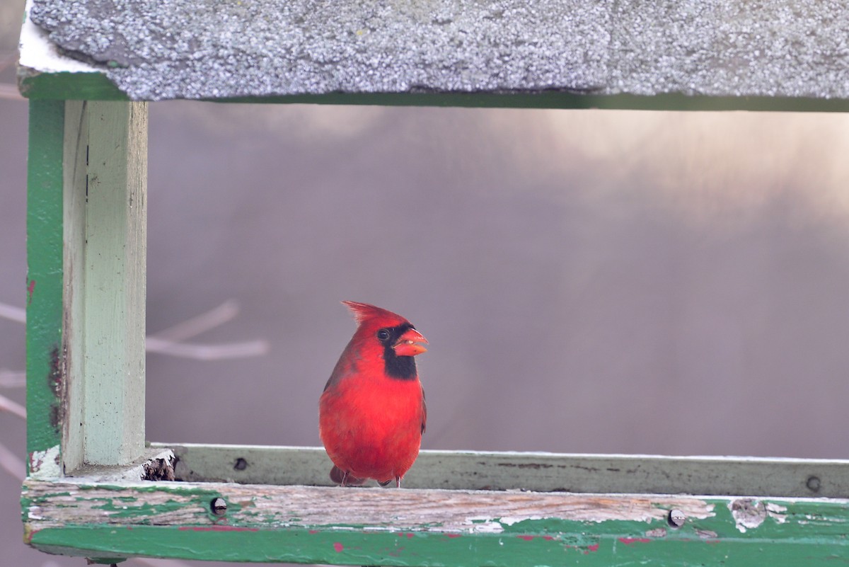Northern Cardinal - ML646358859