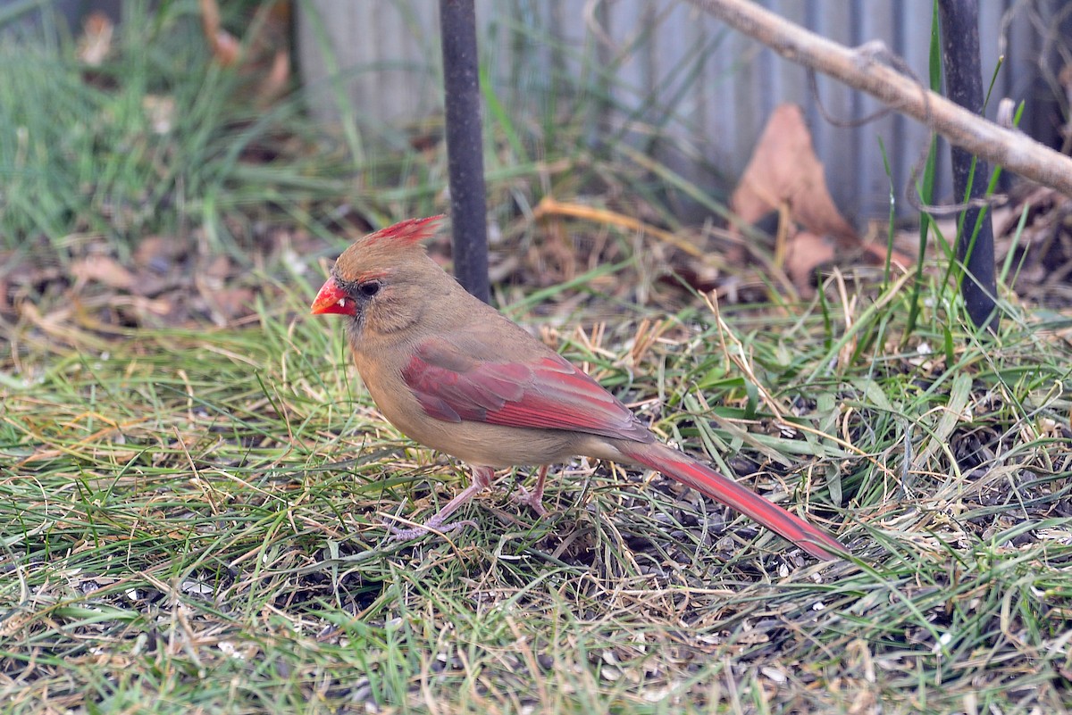 Northern Cardinal - ML646358860