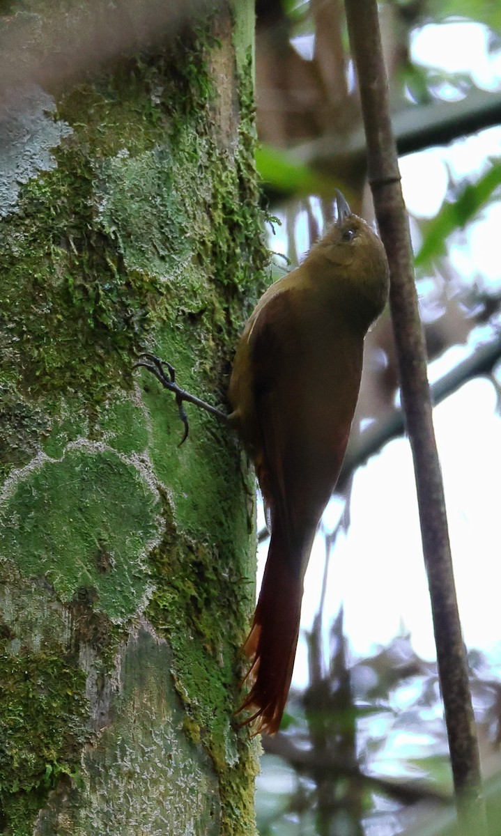 Дереволаз оливковий - ML646358861