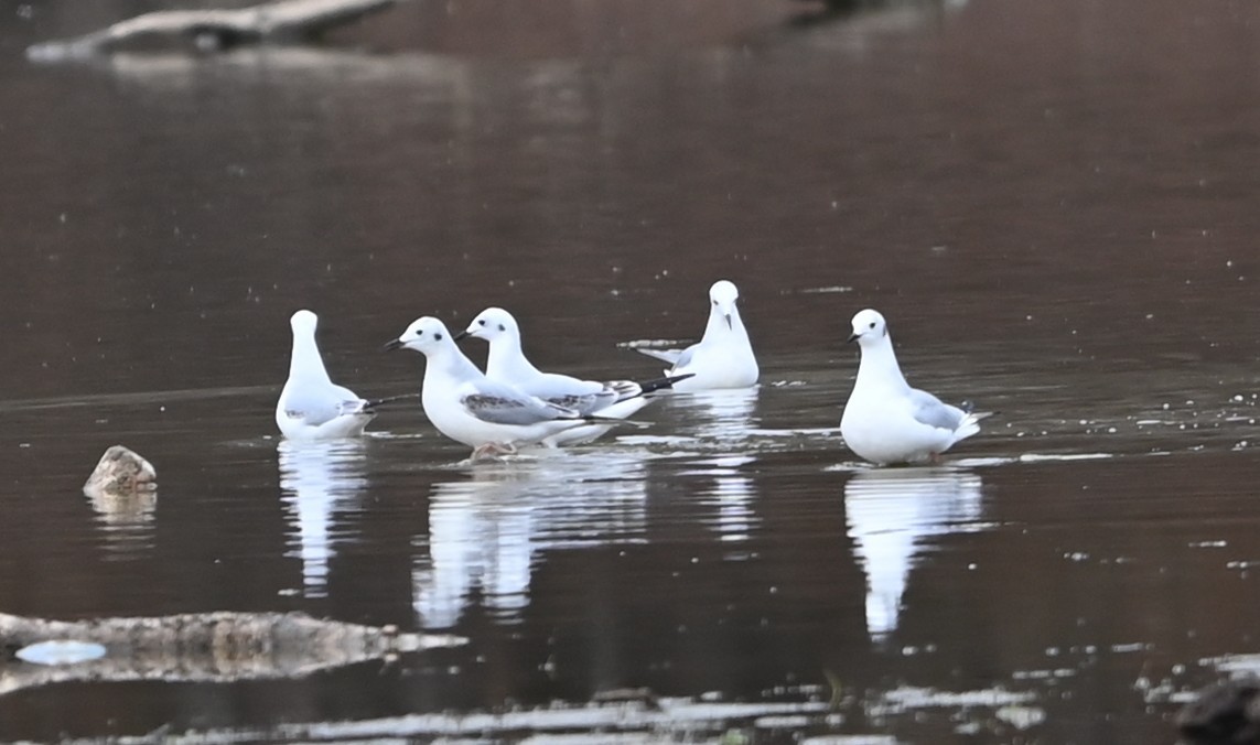 Bonaparte's Gull - ML646358862