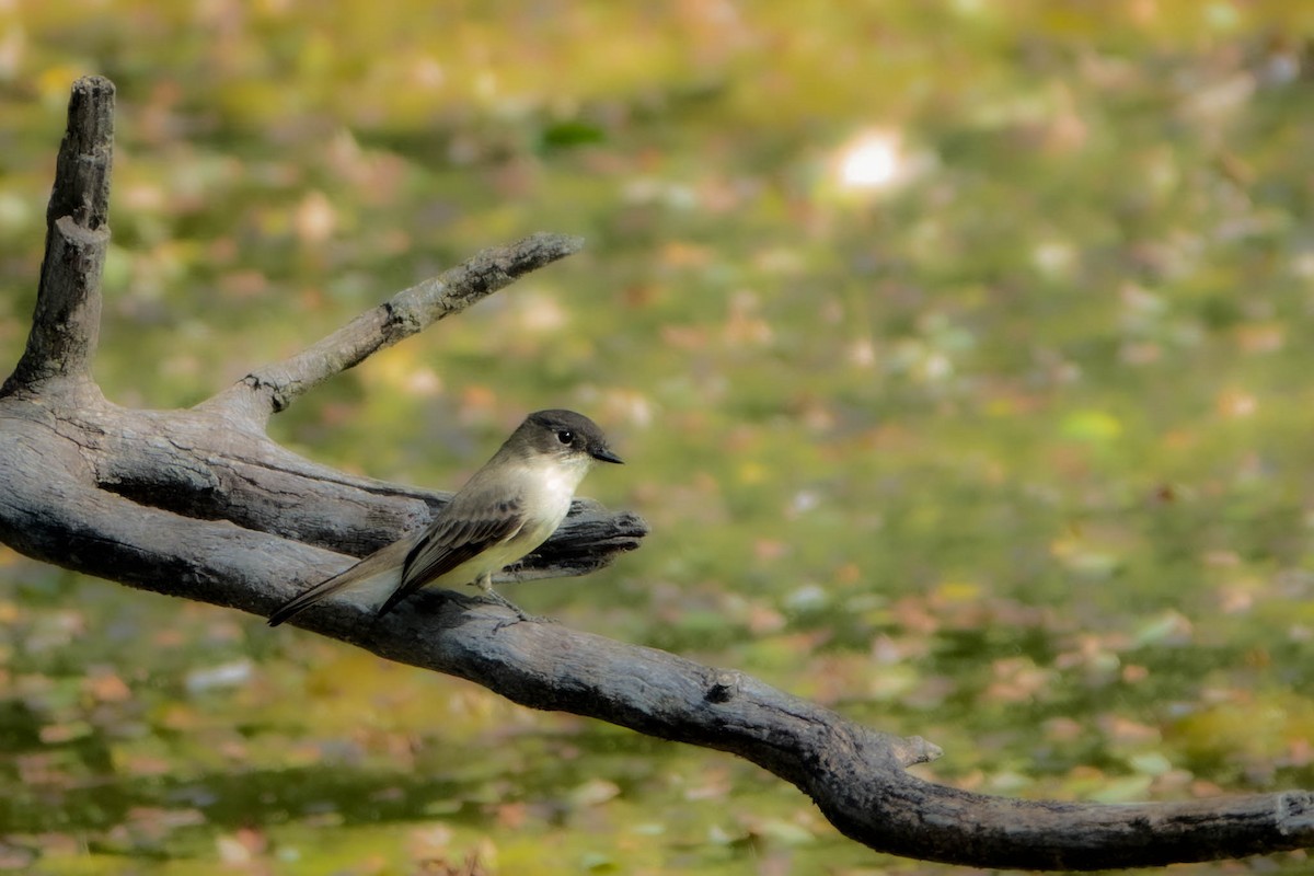 Eastern Phoebe - ML646358863