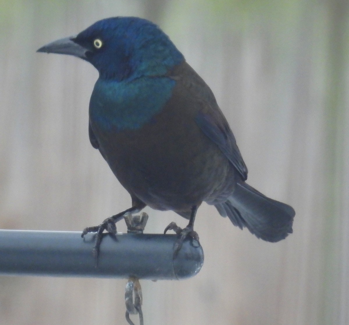 Common Grackle - ML646358864