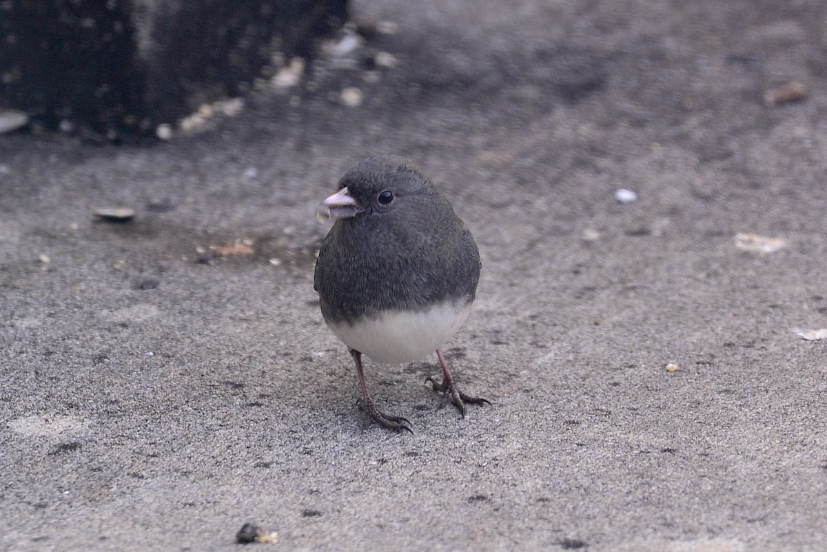 Dark-eyed Junco - ML646358866