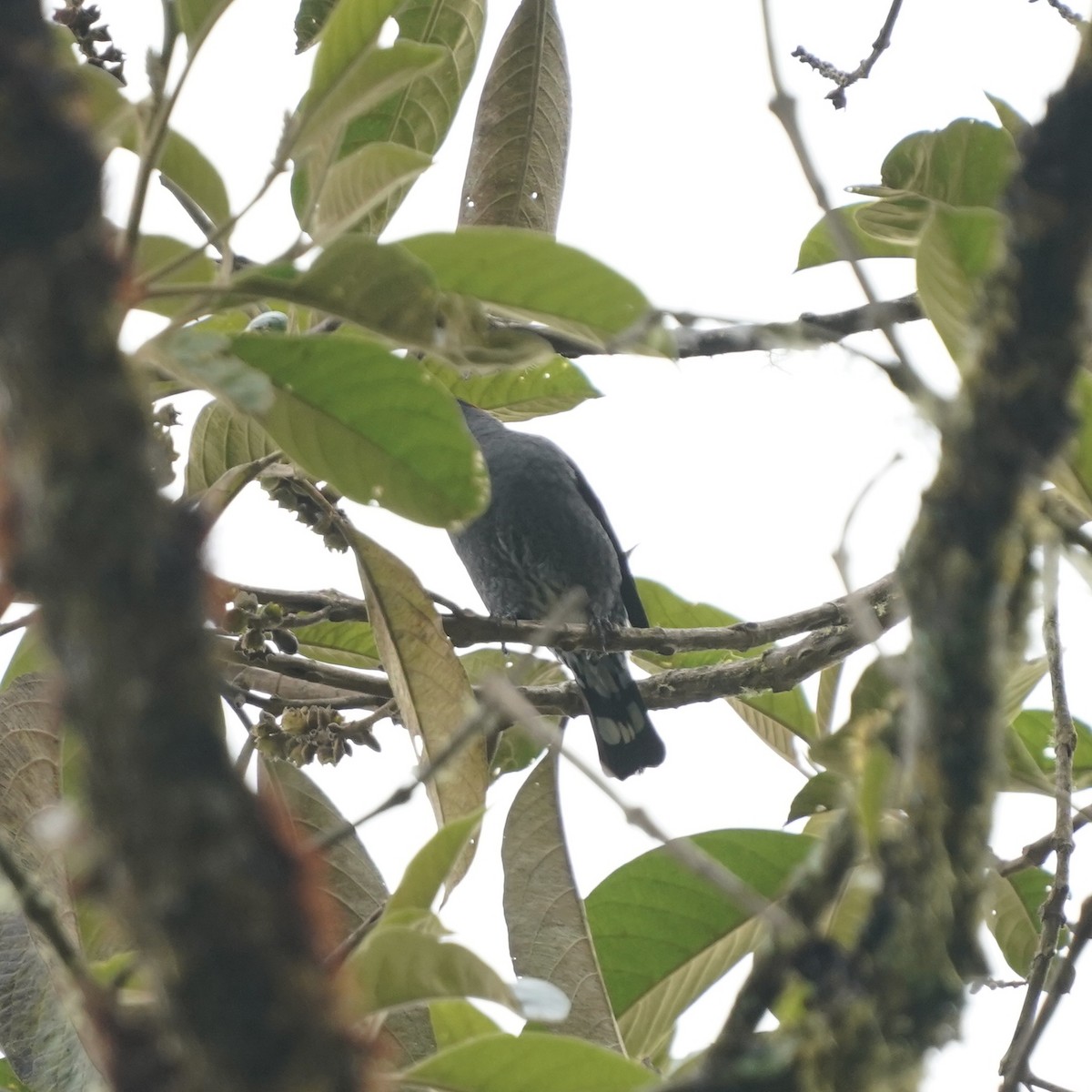 Red-crested Cotinga - ML646358867
