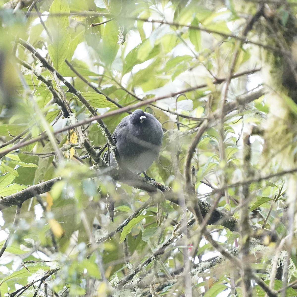 Red-crested Cotinga - ML646358868