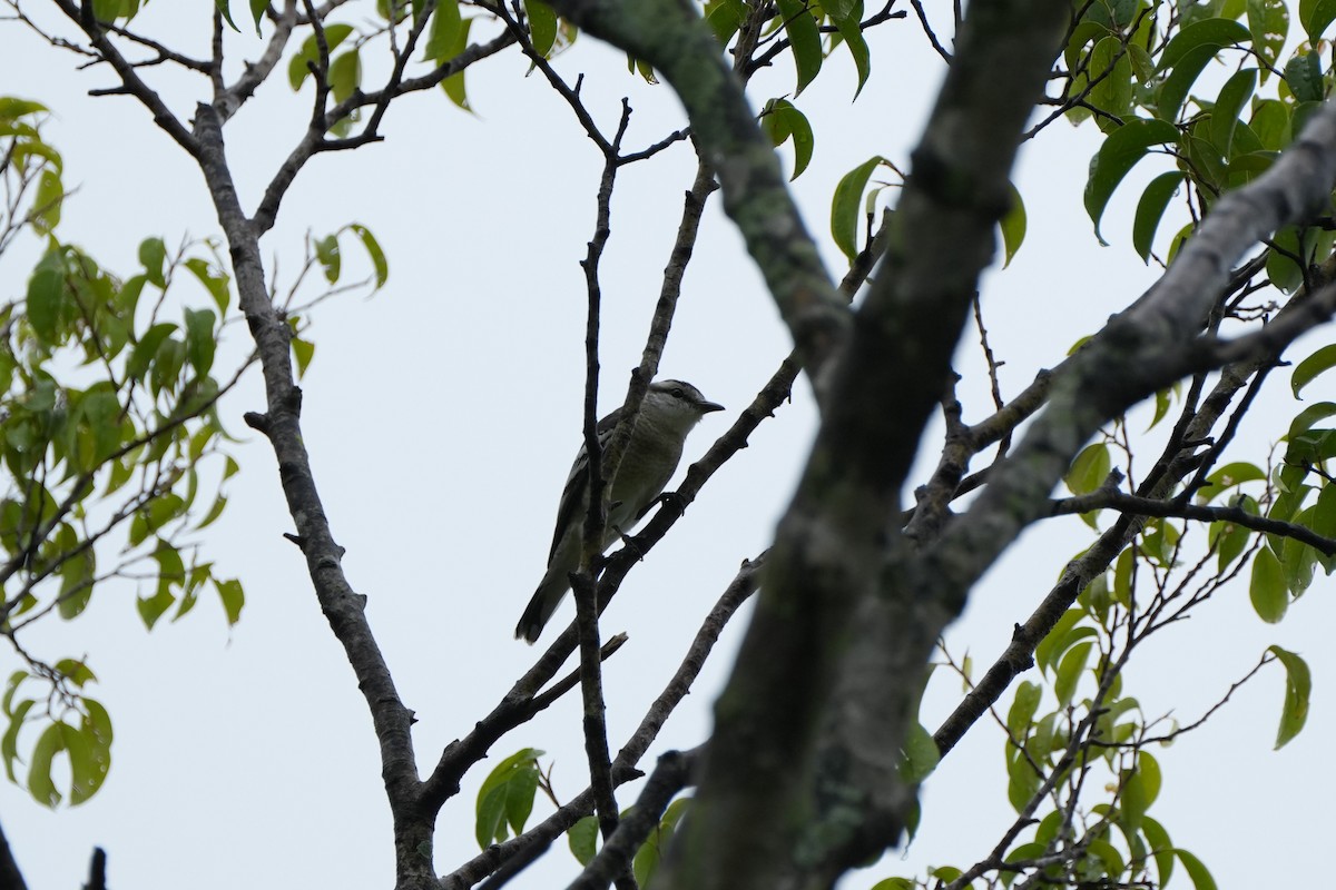 parktrillefugl - ML646358869