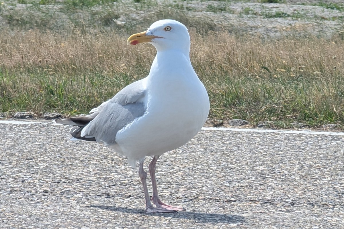 European Herring Gull - ML646358870