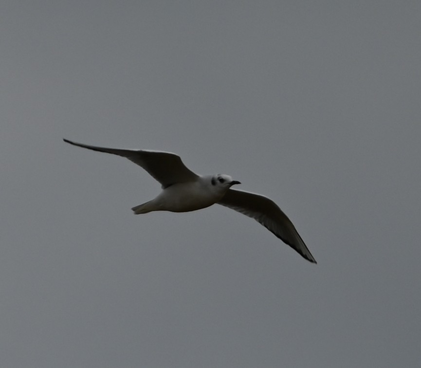 Bonaparte's Gull - ML646358871