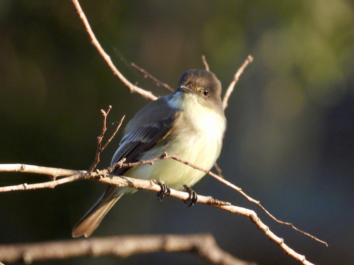 Eastern Phoebe - ML646358872