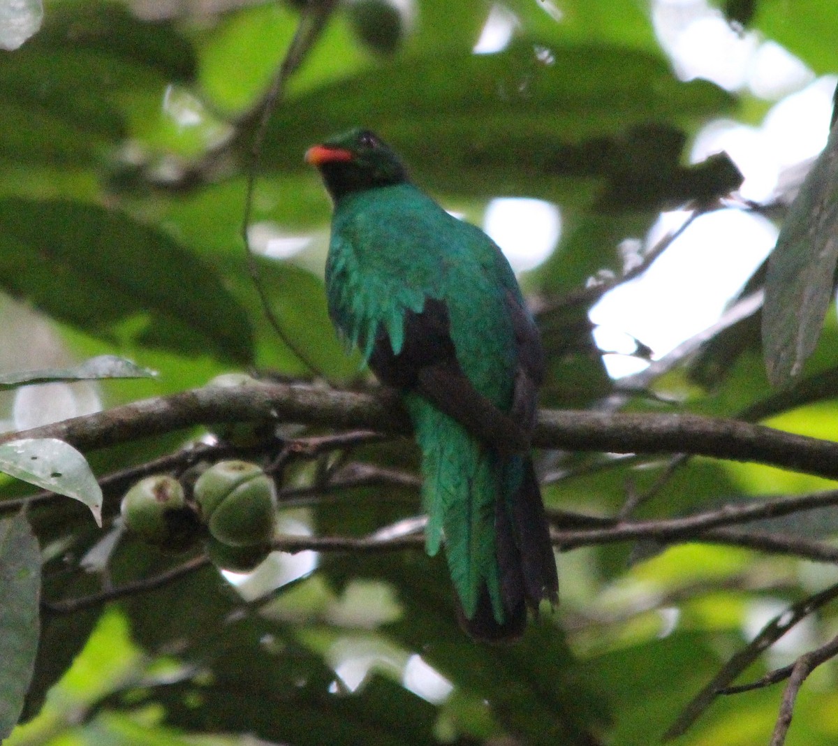 Pavonine Quetzal - ML646358873