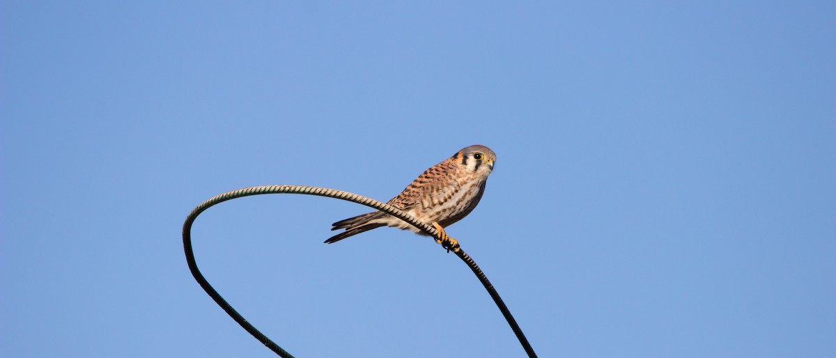 American Kestrel - ML646358874