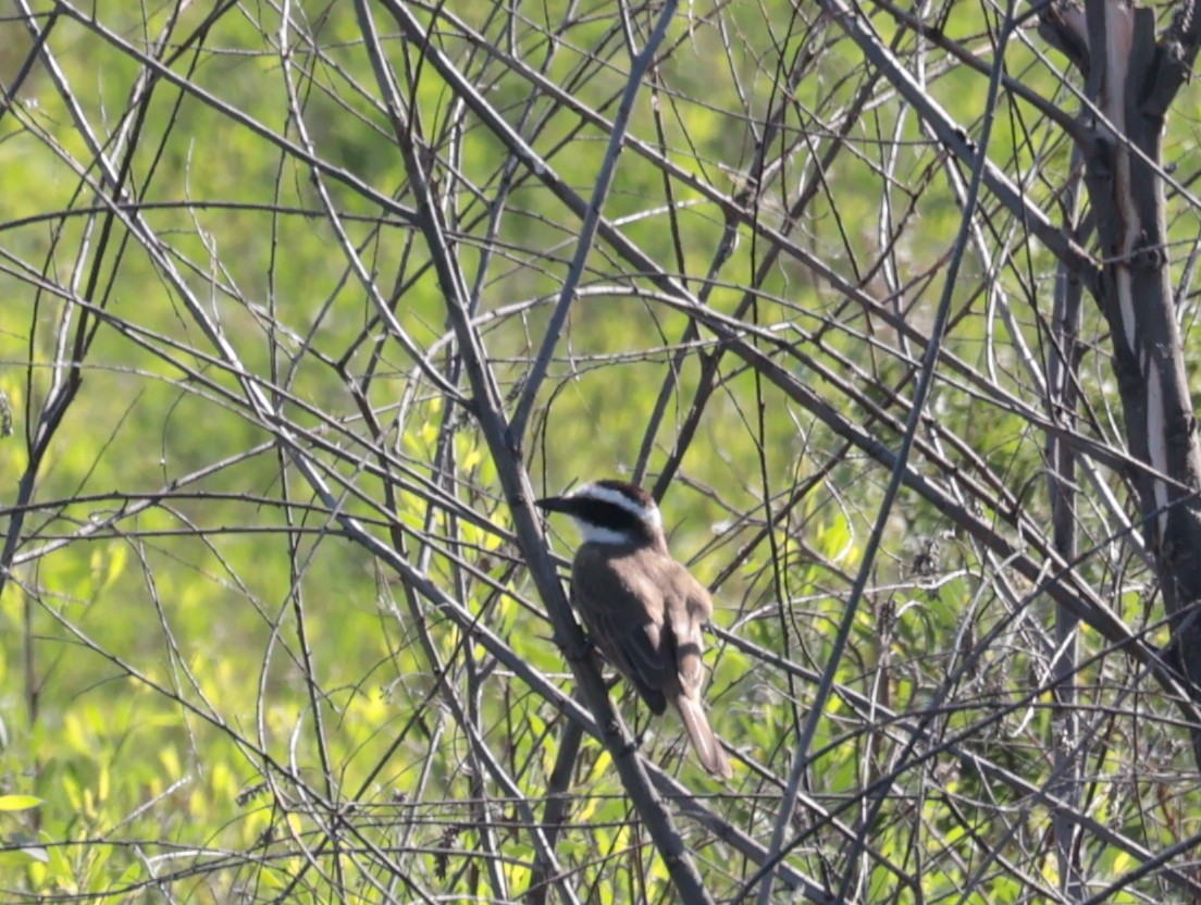 Great Kiskadee - ML646358879