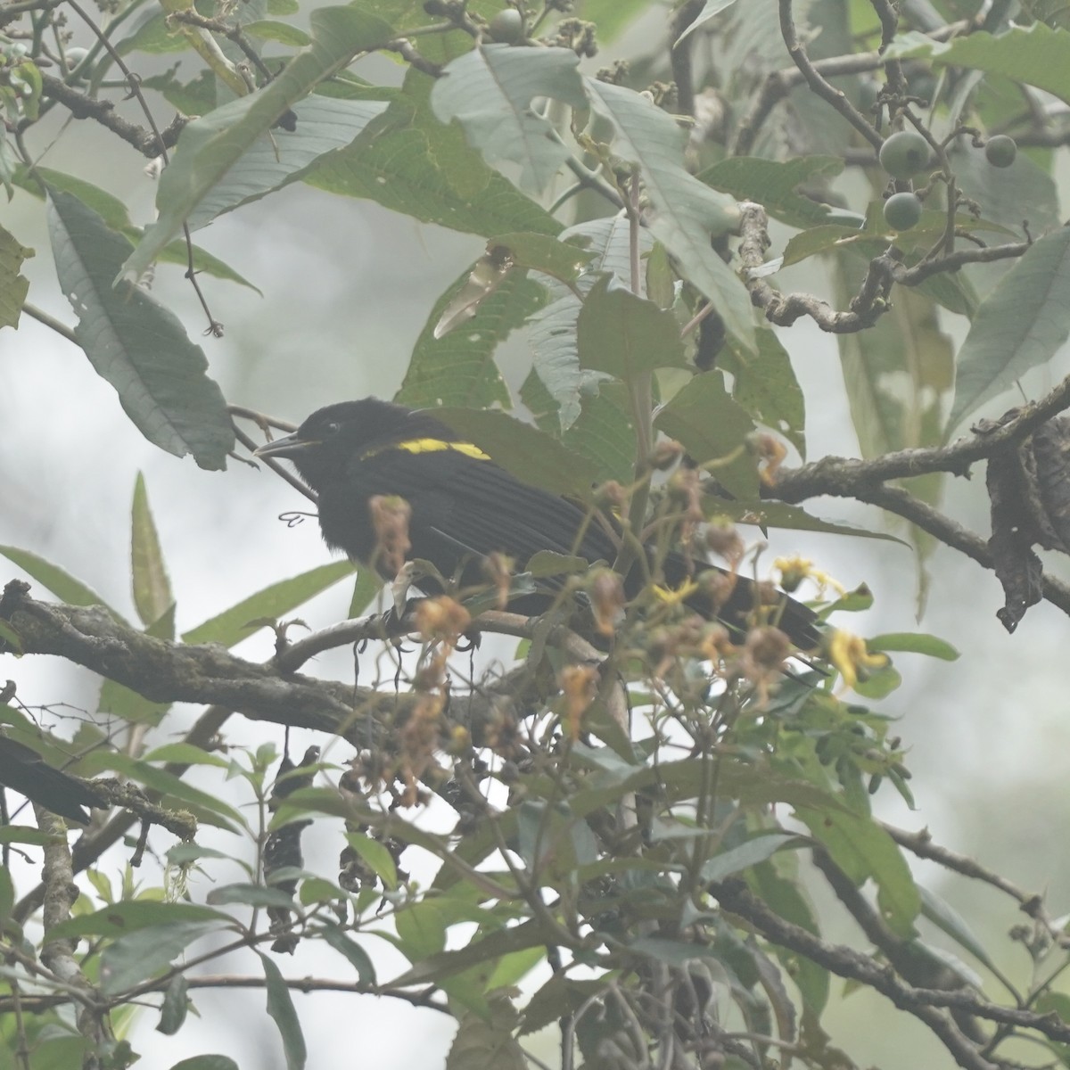 Mountain Cacique - ML646358881