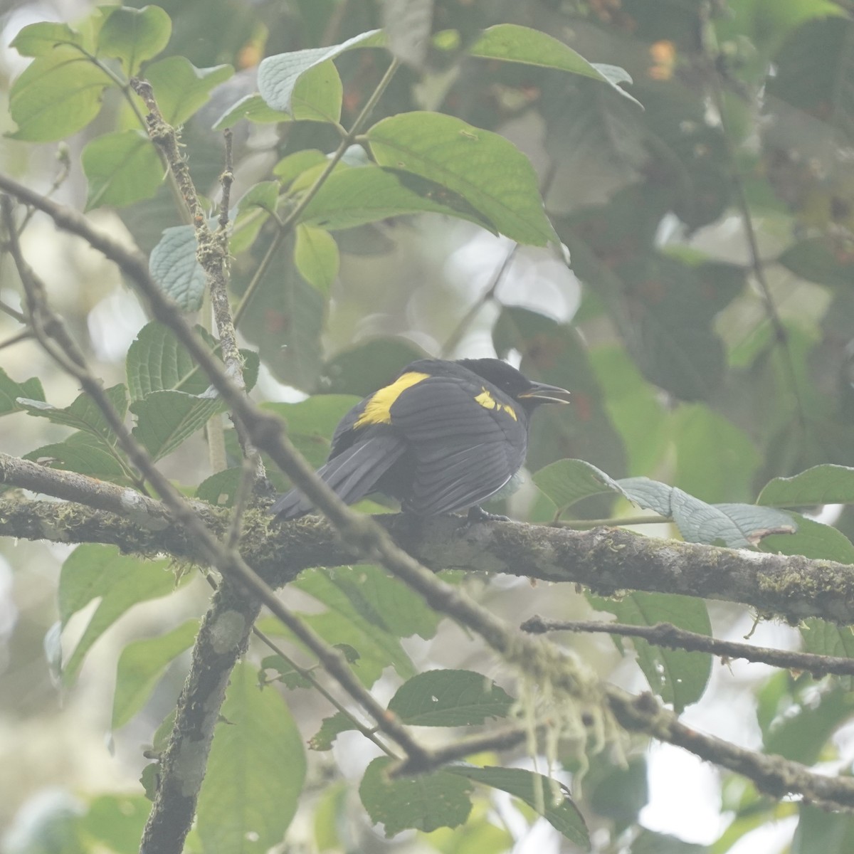 Mountain Cacique - ML646358882