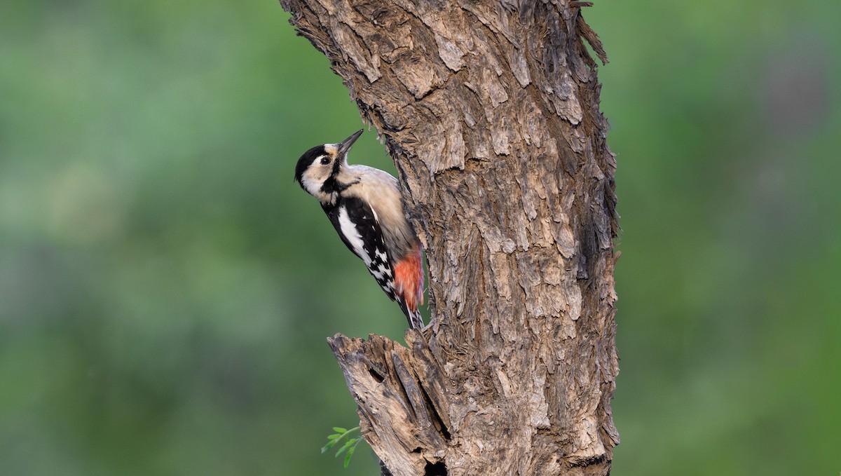 Sind Woodpecker - ML646358883
