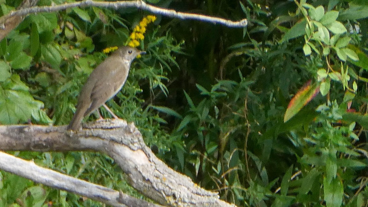 Swainson's Thrush - ML646358884