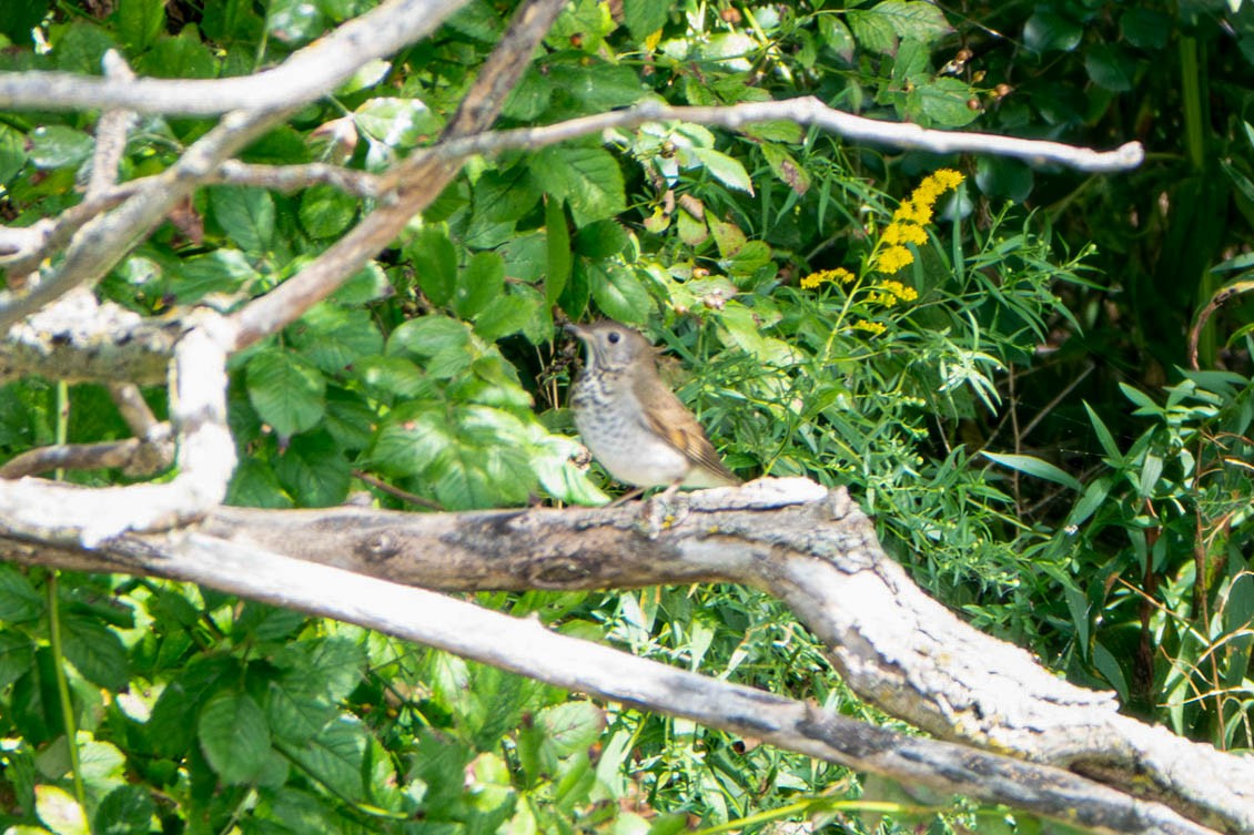 Swainson's Thrush - ML646358885