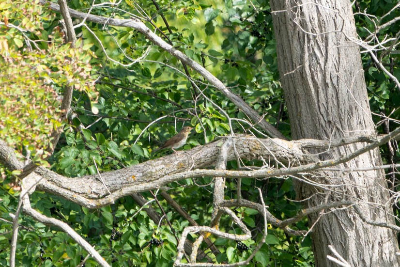 Swainson's Thrush - ML646358886