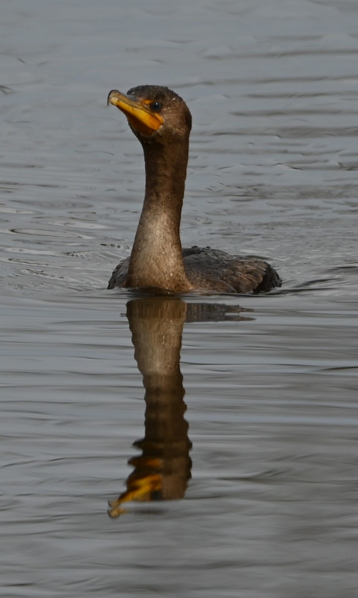 Баклан вухатий - ML646358888