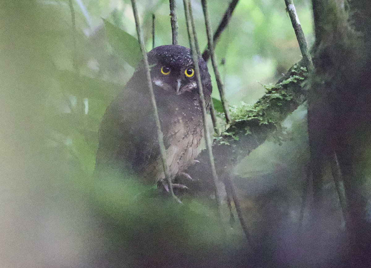 White-throated Screech-Owl - ML646358889
