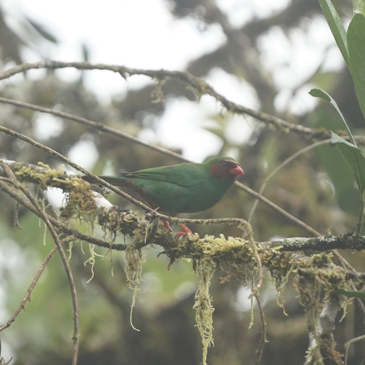 Grass-green Tanager - ML646358891