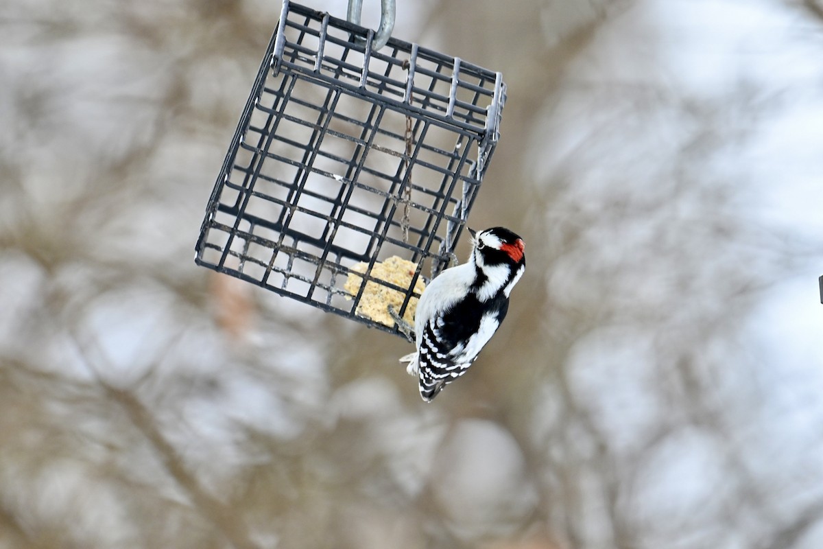 Downy Woodpecker - ML646358893