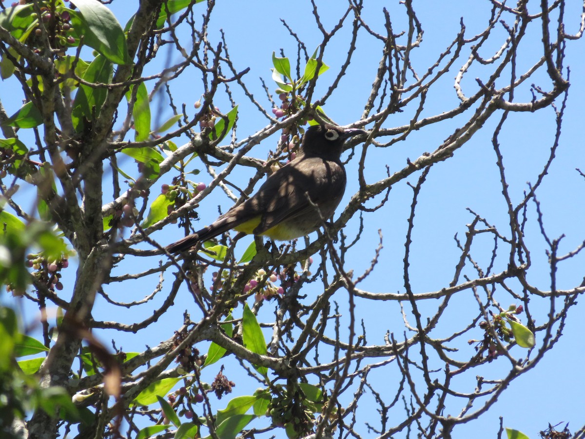 Cape Bulbul - ML646358898
