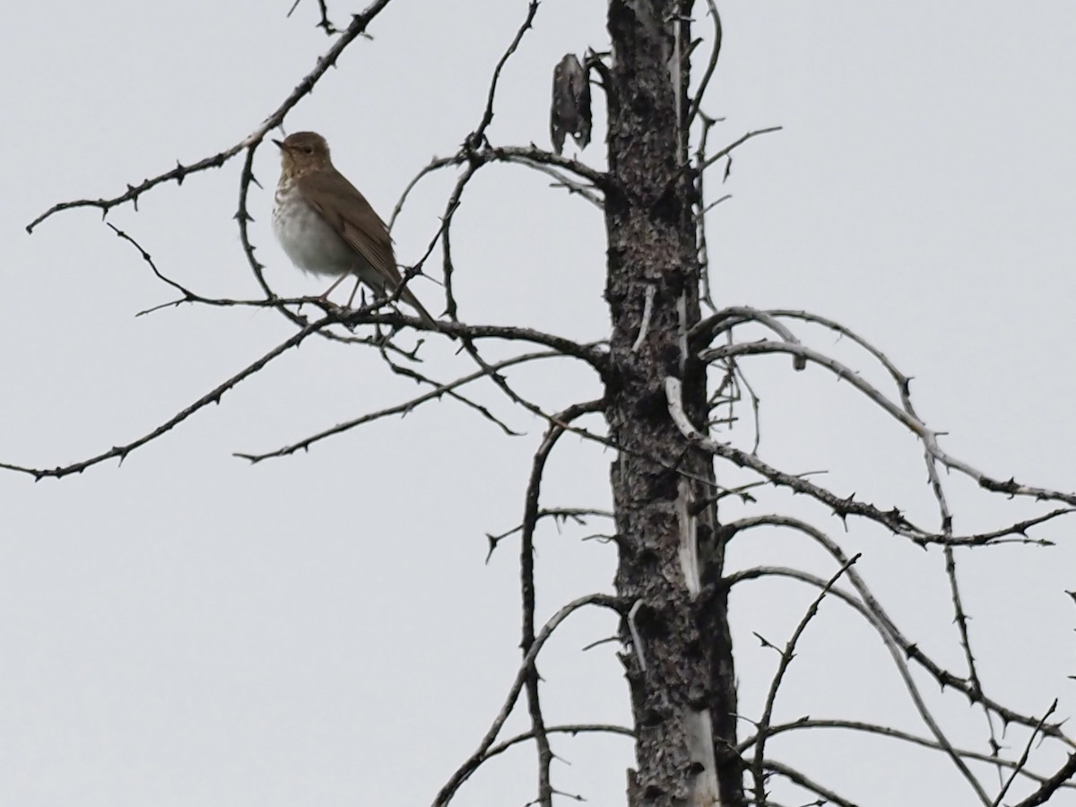Zorzalito Colirrufo (grupo guttatus) - ML646358899